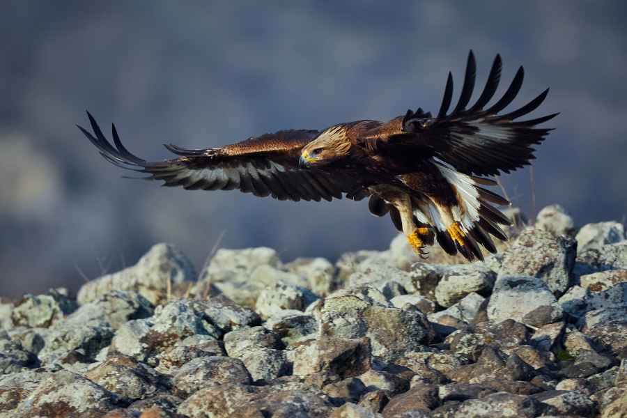 Golden eagle