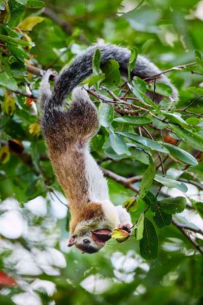 Grizzled giant squirrel