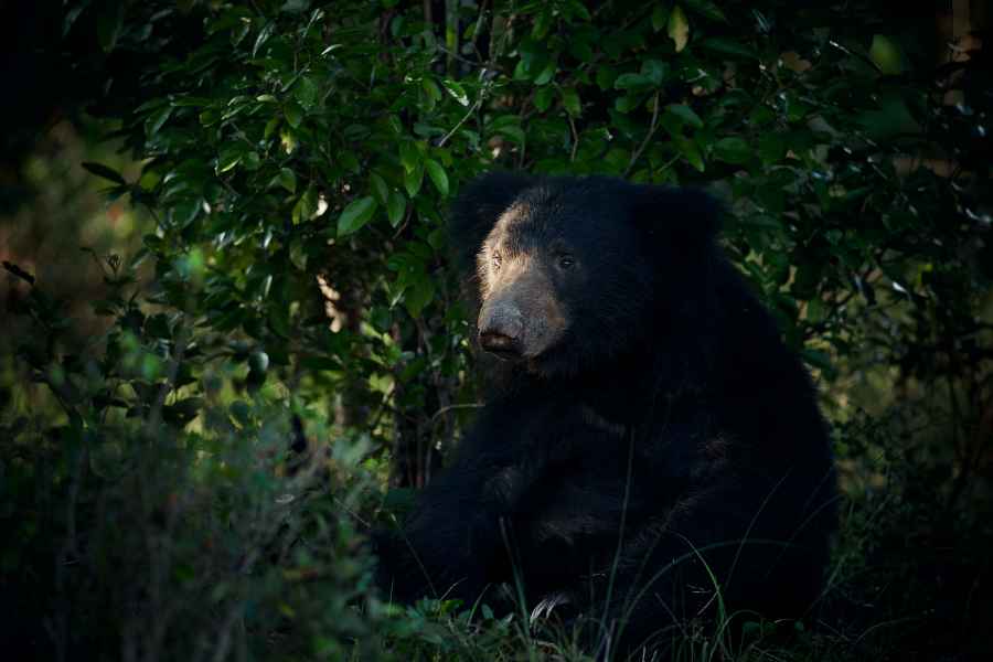 Sloth bear