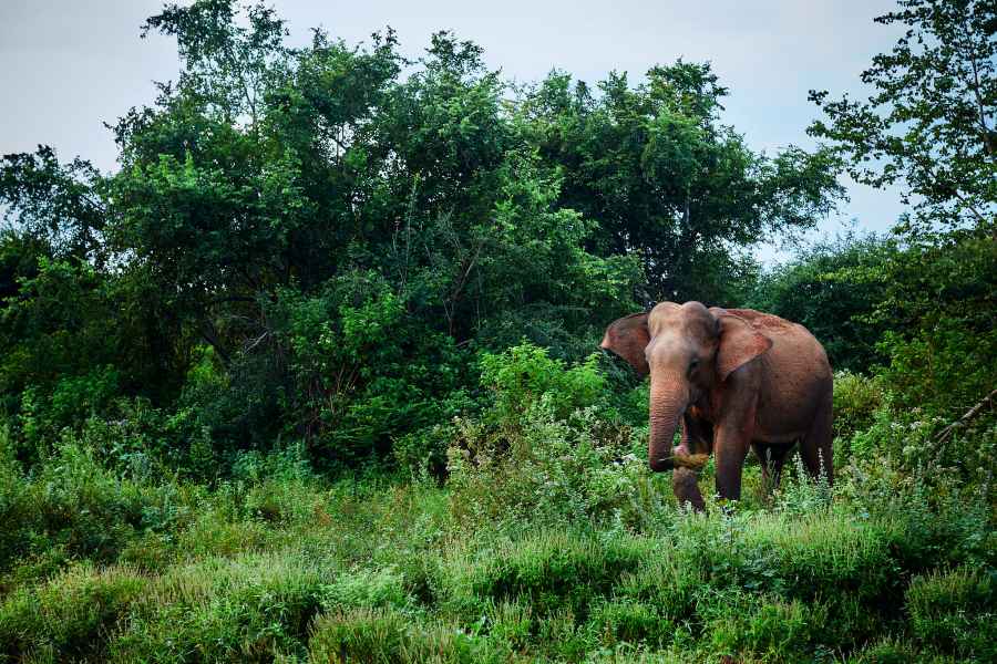 Sri Lankan elephant