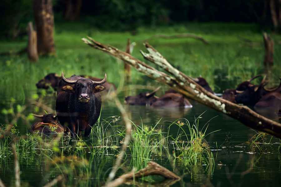Water buffalo