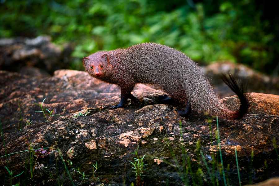 Ruddy mongoose