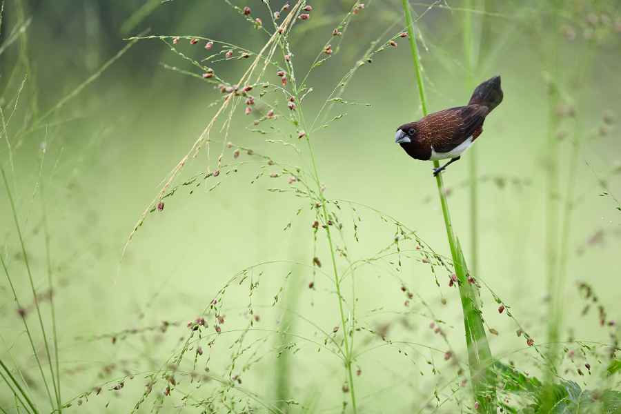 White-rumped munia