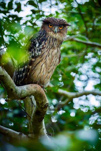 Brown Fish-owl