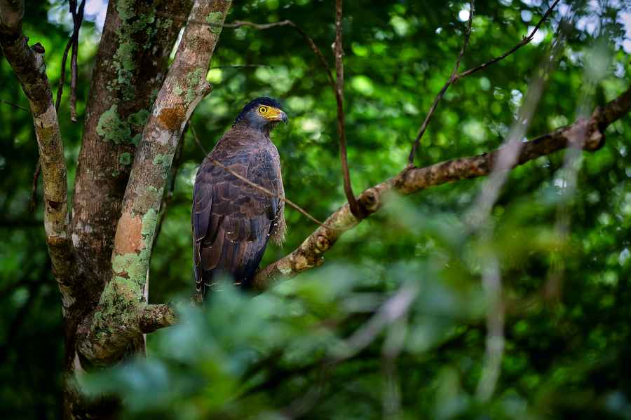 Crested serpent eagle