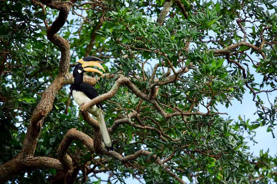 Malabar pied hornbill
