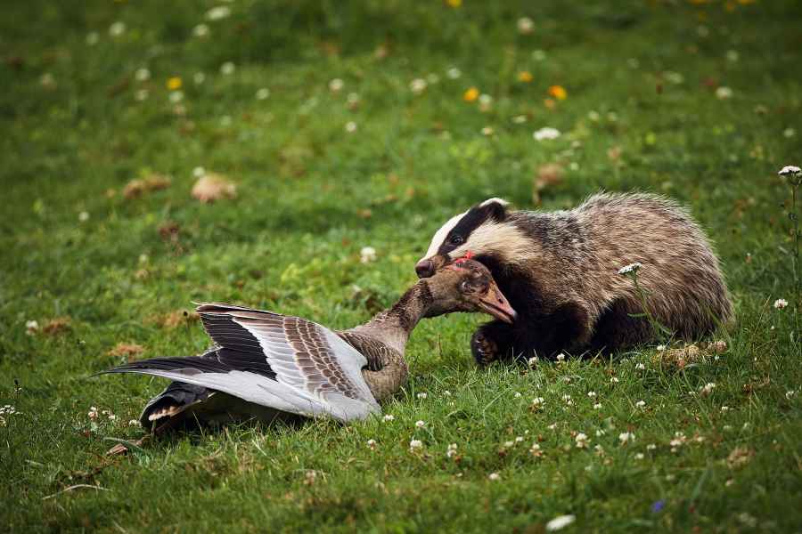 European badger