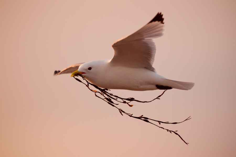 Racek tříprstý (Rissa tridactyla)