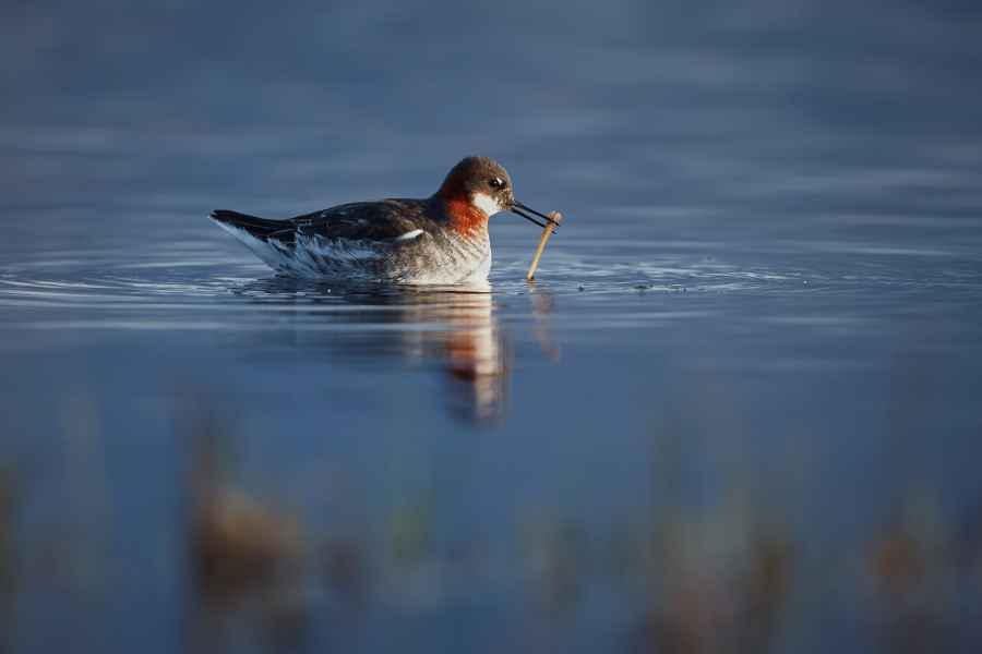 Red-necked phalarope