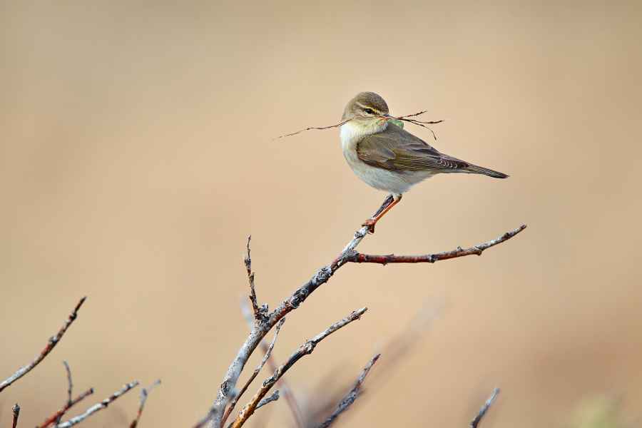 Willow warbler