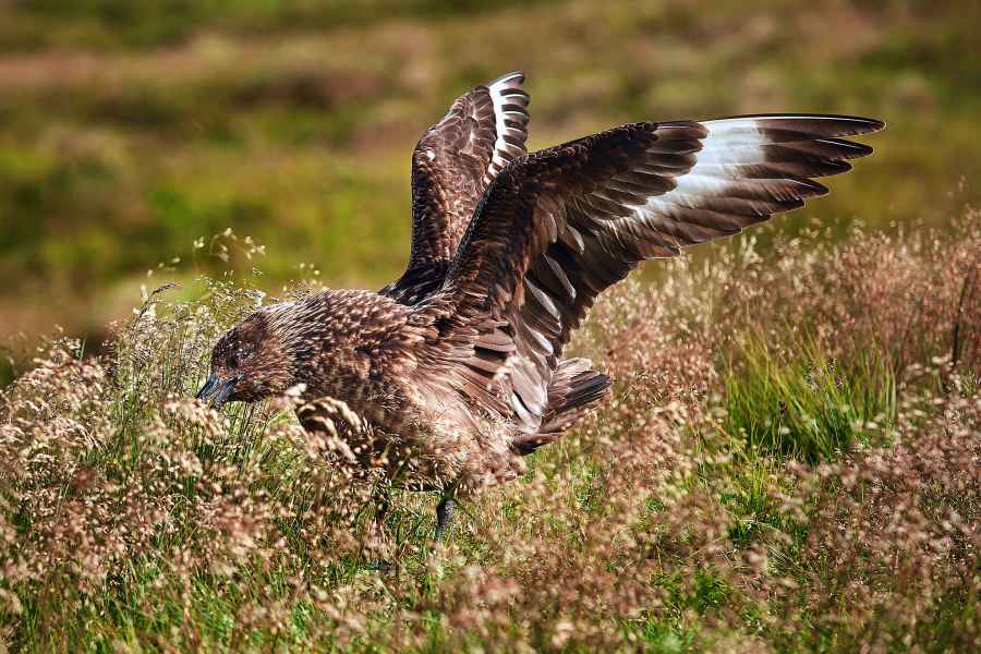 Great skua