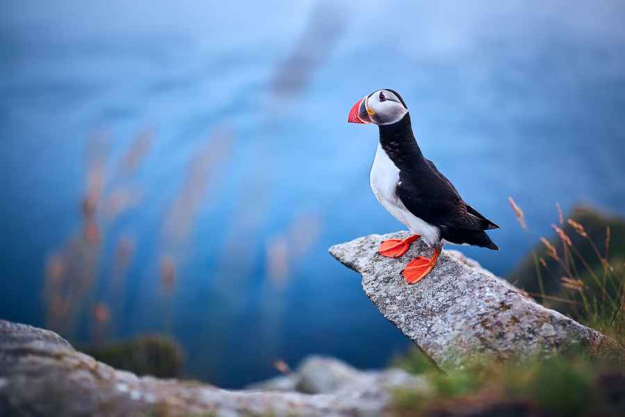 Atlantic puffin