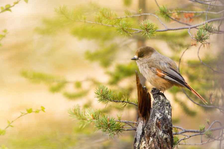 Sojka zlověstná (Perisoreus infaustus)