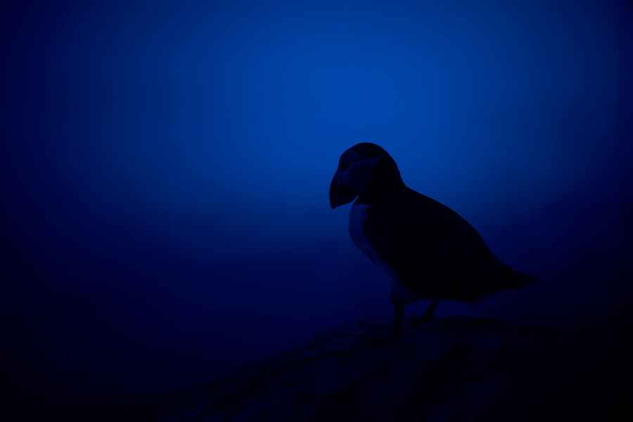 Atlantic puffin