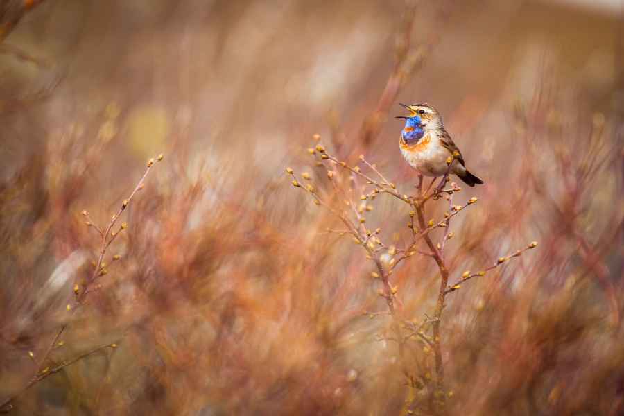 Slavík modráček tundrový (Luscinia svecica svecica)