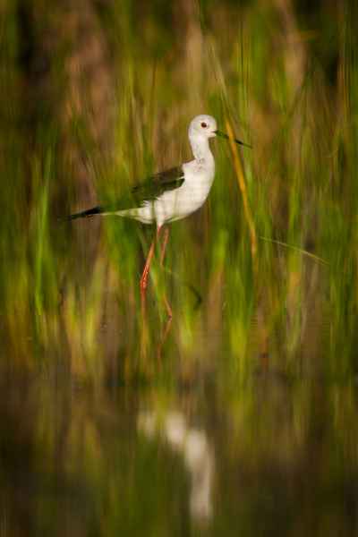 Pisila čáponohá (Himantopus himantopus) 