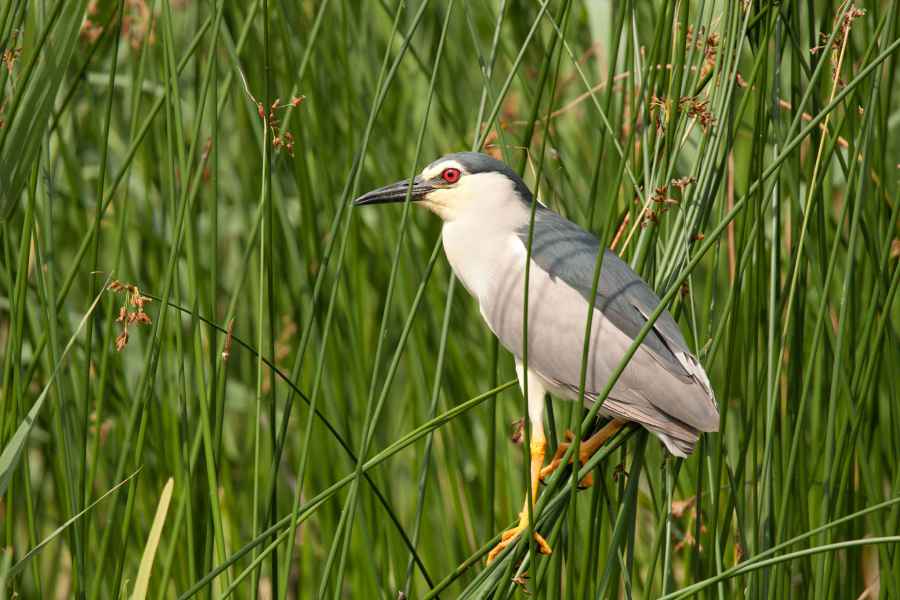 Kvakoš noční (Nycticorax nycticorax)