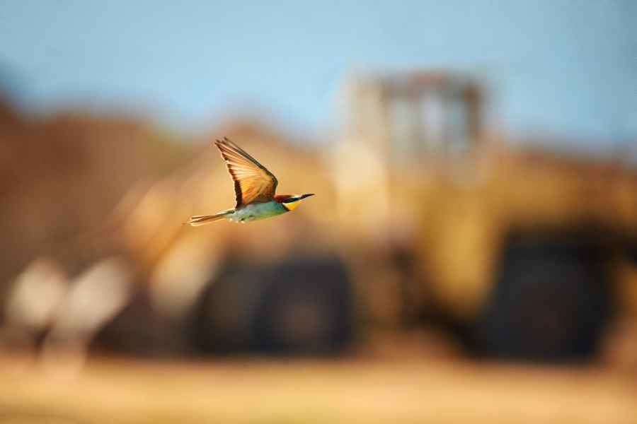 Vlha pestrá (Merops apiaster)