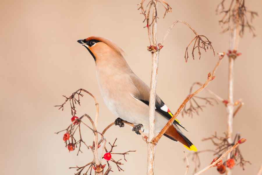 Brkoslav severní (Bombycilla garrulus)