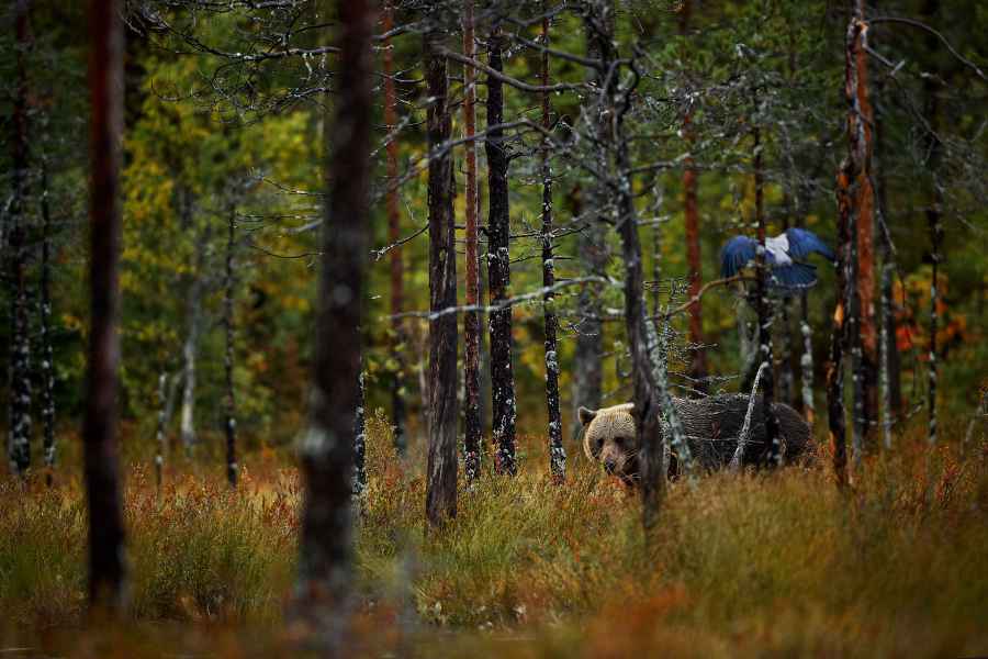 Brown bear (Ursus arctos)
