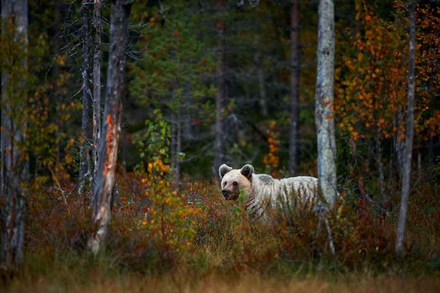 Brown bear (Ursus arctos)