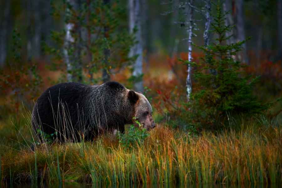 Brown bear (Ursus arctos)