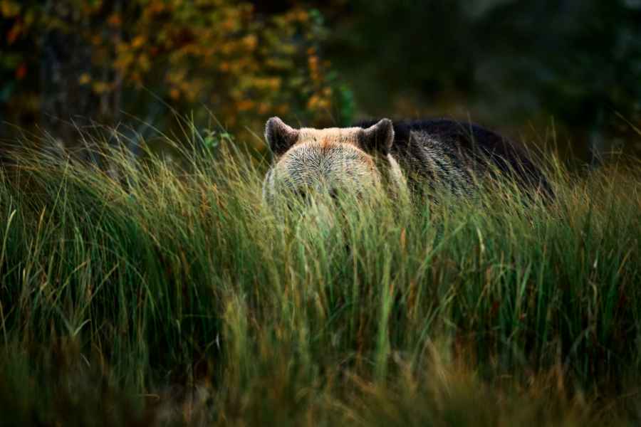 Brown bear (Ursus arctos)