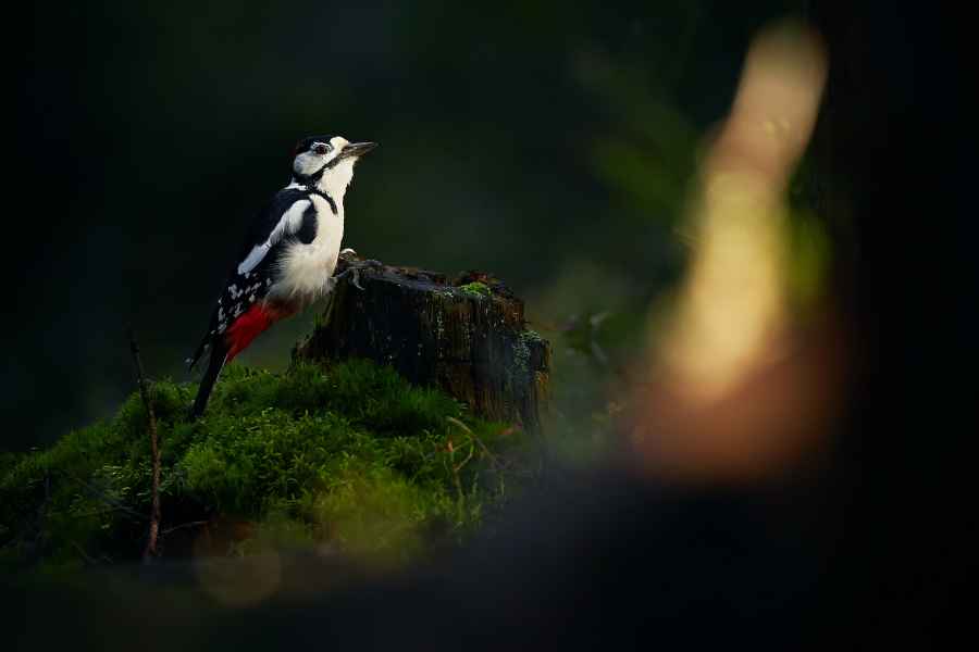 Great spotted woodpecker